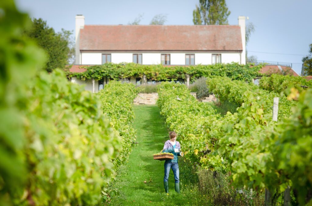 Three Choirs Vineyard and Dappa